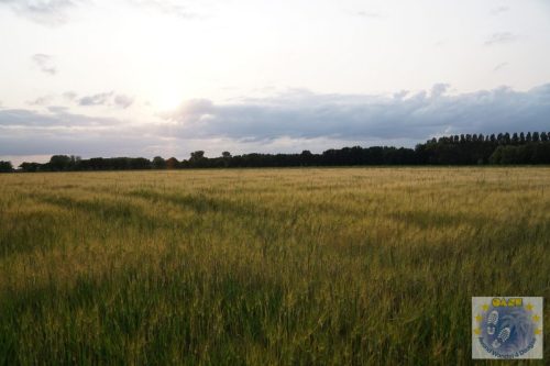 DSC03713-Kopie