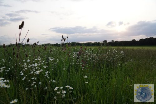 DSC03714-Kopie